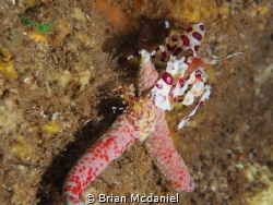 Harlequin Shrimp by Brian Mcdaniel 